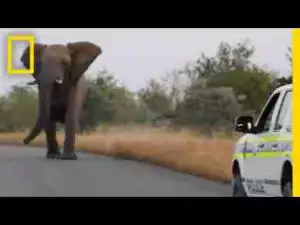Video: Watch: This Charging Elephant Is Probably Just Having Fun | National Geographic